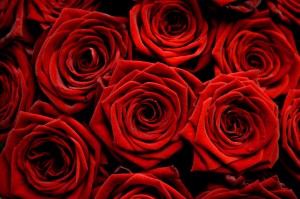 red-roses-photo